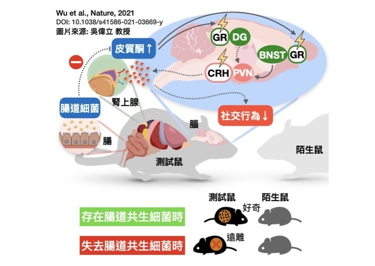 腸道共生細菌在腸腦軸的角色以及調控宿主行為的路徑